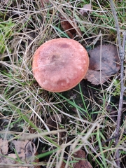 Lactarius rufus