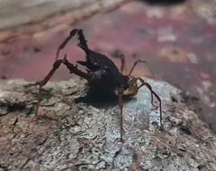 Acanthoprocta pustulata