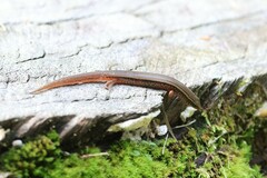 Subdoluseps bowringii