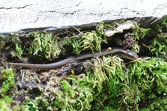 Subdoluseps bowringii