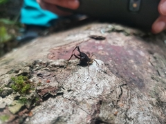 Acanthoprocta pustulata