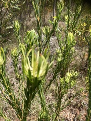 Leucadendron modestum