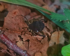 Acanthoprocta pustulata