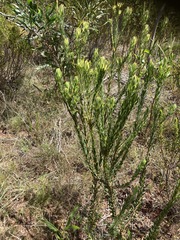 Leucadendron modestum