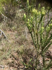 Leucadendron modestum