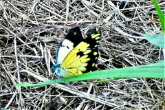 Belenois creona severina