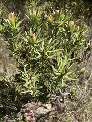 Leucadendron modestum