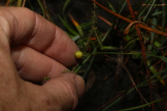 Micromyrtus littoralis