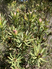 Leucadendron modestum