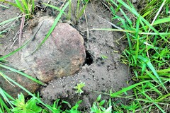 Polyrhachis schistacea