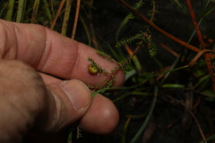 Micromyrtus littoralis
