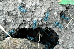Polyrhachis schistacea