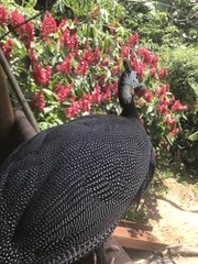 Numida meleagris domesticus