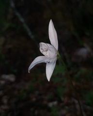 Codonorchis lessonii