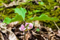 Trillium catesbaei