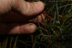 Micromyrtus littoralis