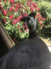 Numida meleagris domesticus