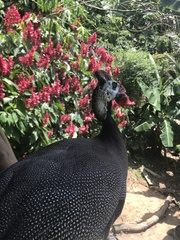 Numida meleagris domesticus