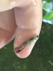 Poecilia reticulata