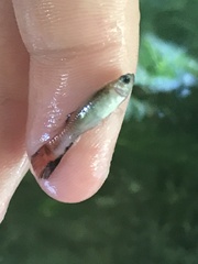 Poecilia reticulata