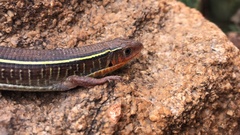 Gerrhosaurus flavigularis