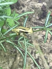 Trachycephalus mesophaeus