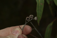 Eucalyptus latisinensis