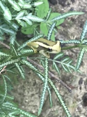 Trachycephalus mesophaeus