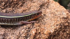 Gerrhosaurus flavigularis