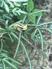 Trachycephalus mesophaeus