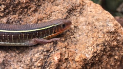 Gerrhosaurus flavigularis