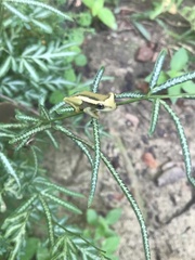 Trachycephalus mesophaeus