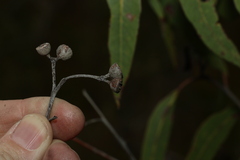 Eucalyptus latisinensis