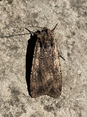 Peridroma saucia