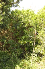 Allophylus decipiens