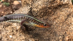 Gerrhosaurus flavigularis