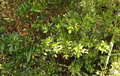 Allophylus decipiens