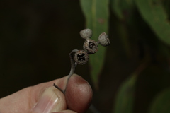 Eucalyptus latisinensis