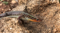 Gerrhosaurus flavigularis