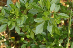 Allophylus decipiens