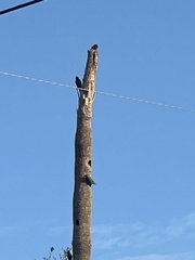 Melanerpes