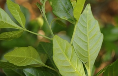 Allophylus decipiens