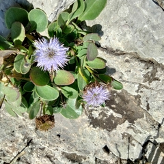 Globularia incanescens