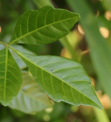 Allophylus decipiens