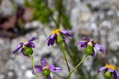 Senecio umbellatus