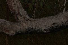 Eucalyptus latisinensis