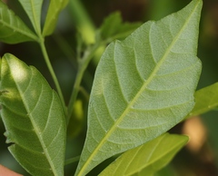 Allophylus decipiens