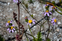 Senecio umbellatus