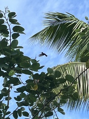 Eulampis holosericeus