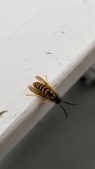 Vespula flavopilosa